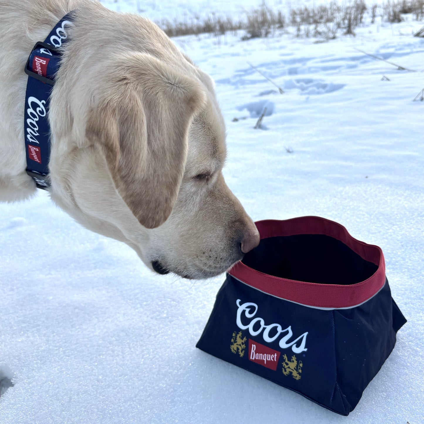 Travel Pet Bowl