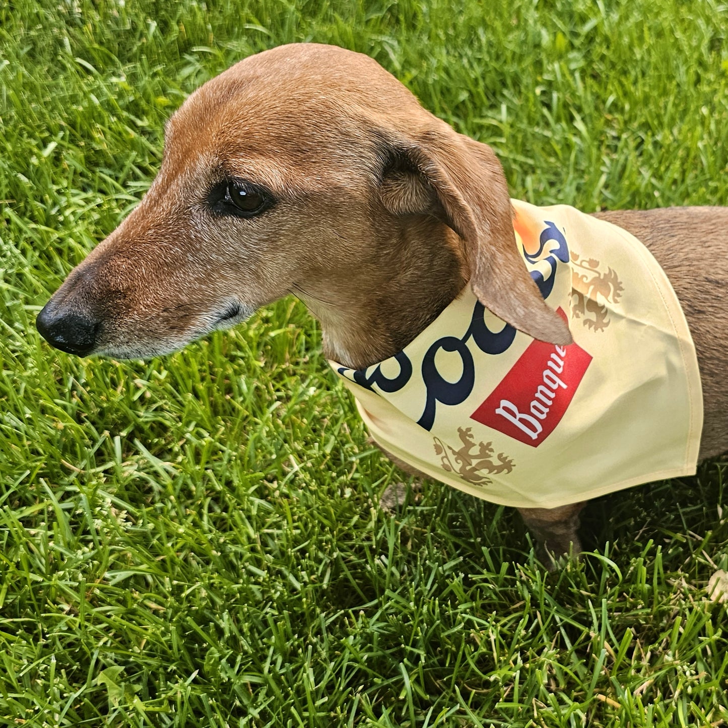 Dog Bandana