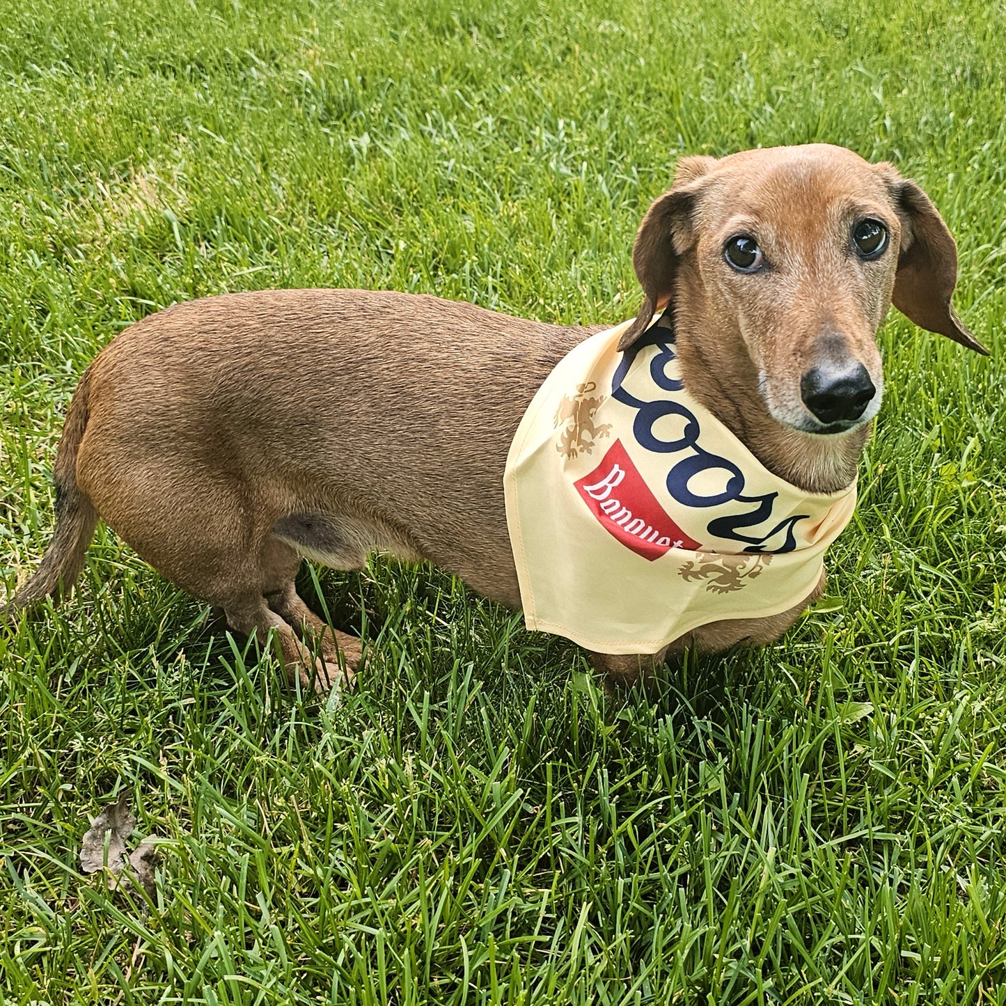 Dog Bandana