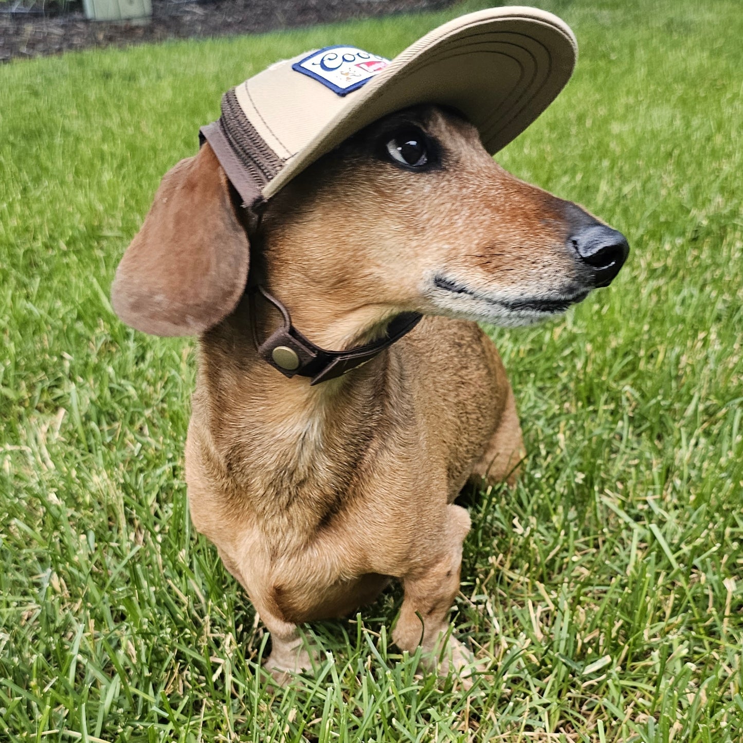 Dog Trucker Hat