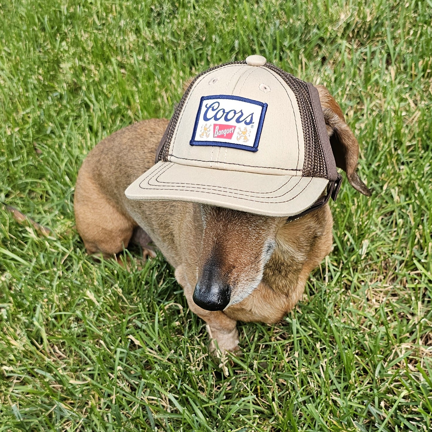 Dog Trucker Hat