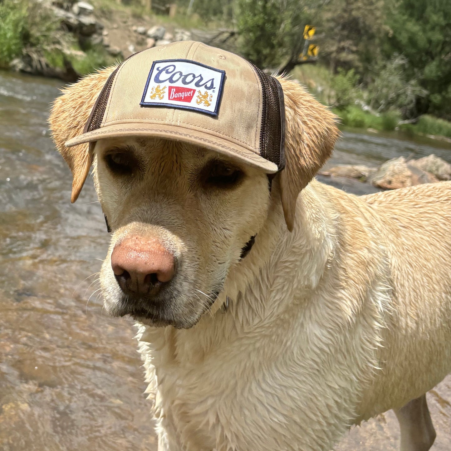 Dog Trucker Hat